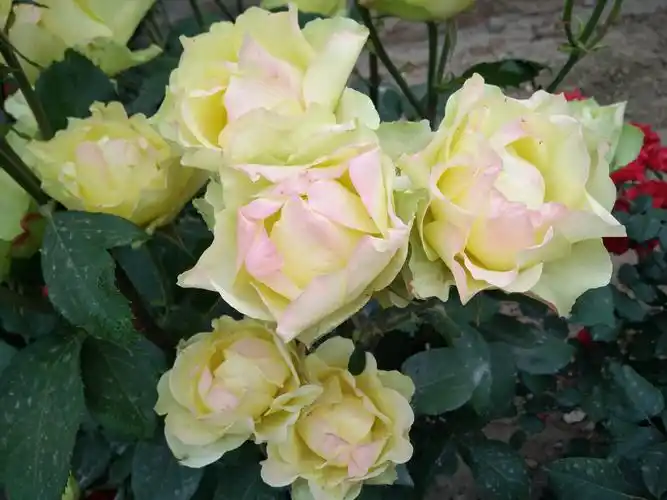 绿白色月季,花的颜色是绿白色,花语象征着纯真,赤子之心.