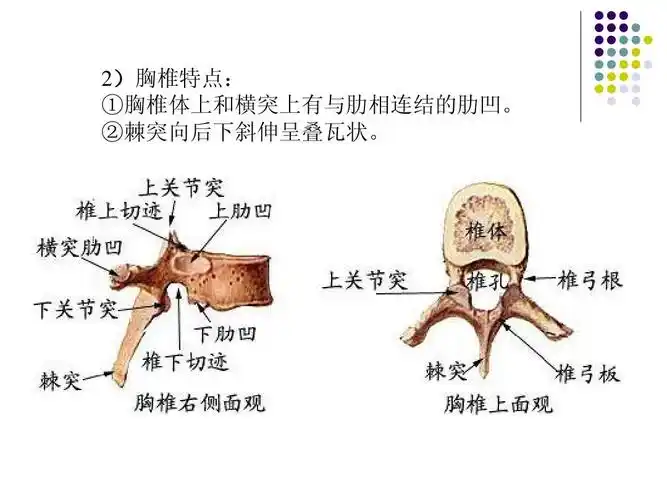 2)胸椎特点: ①胸椎体上和横突上有与肋相连结的肋凹.